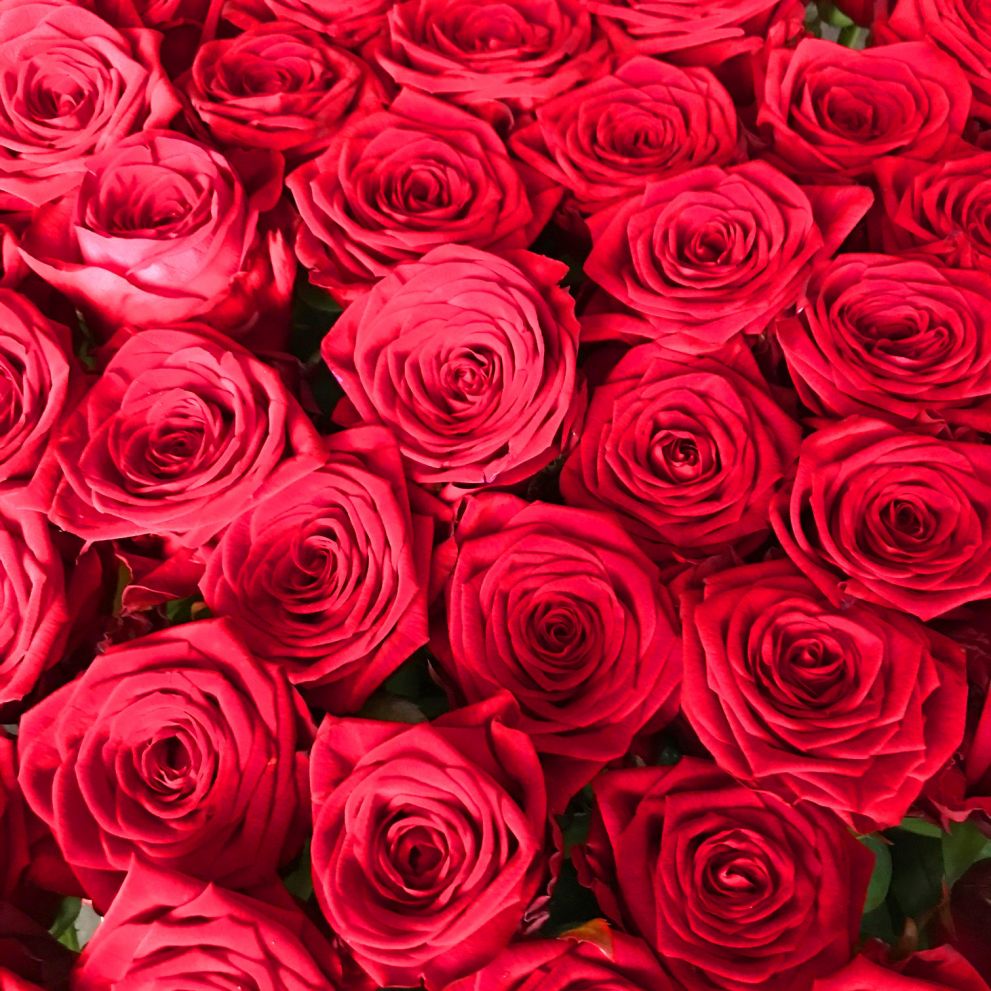 Rose rosse Red Naomi a gambo lungo