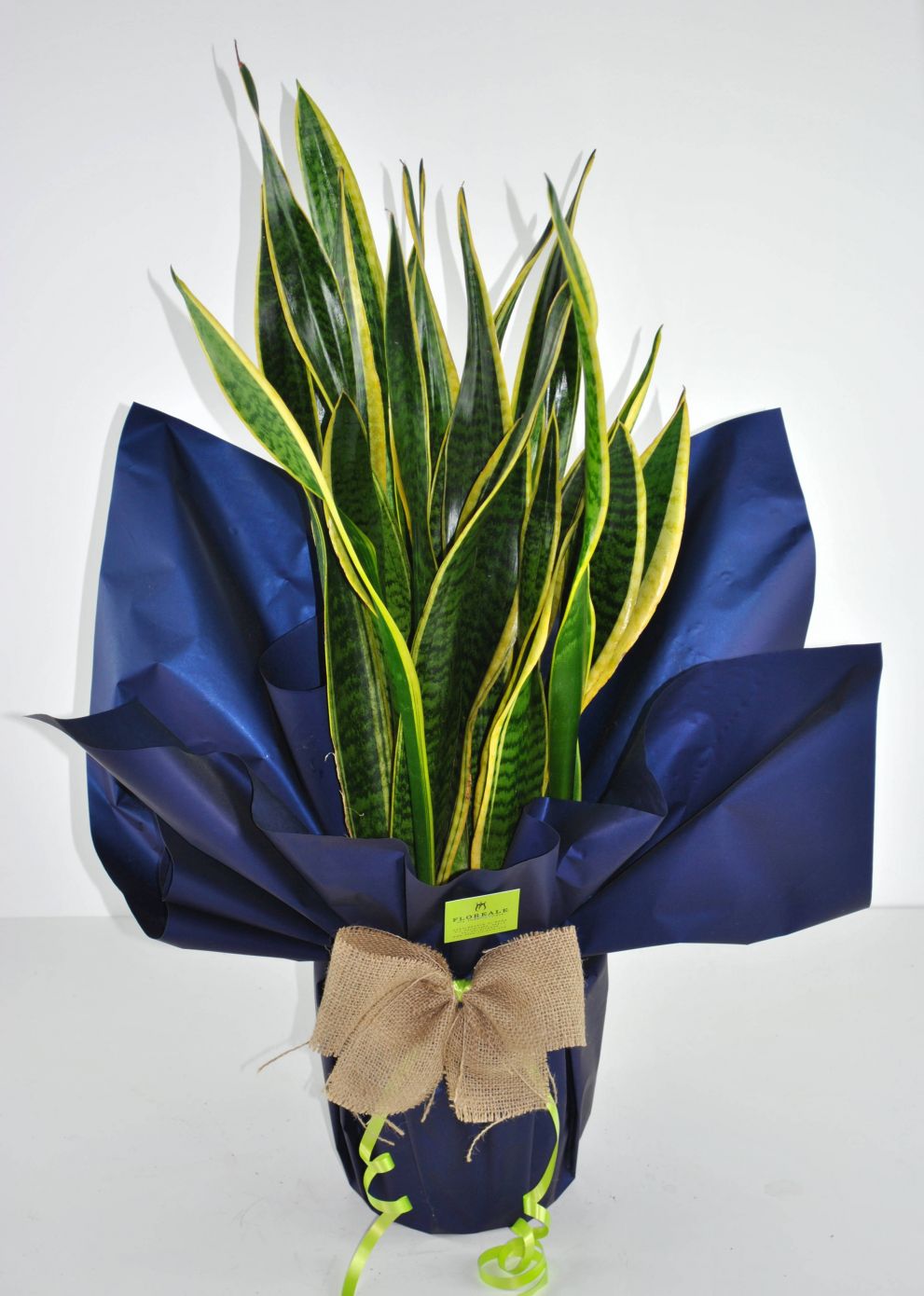 Sanseveria grande