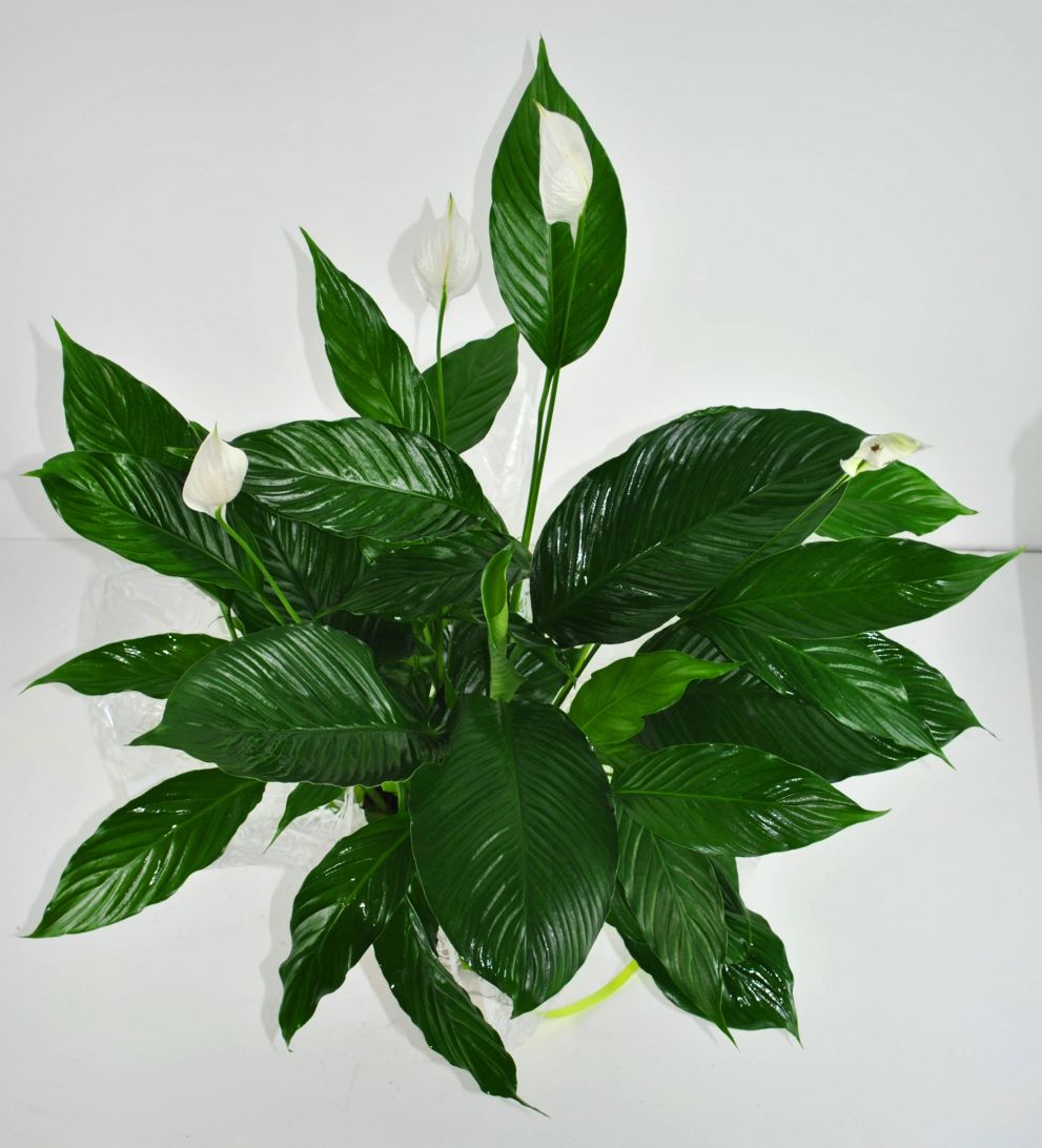 Spathiphyllum grande