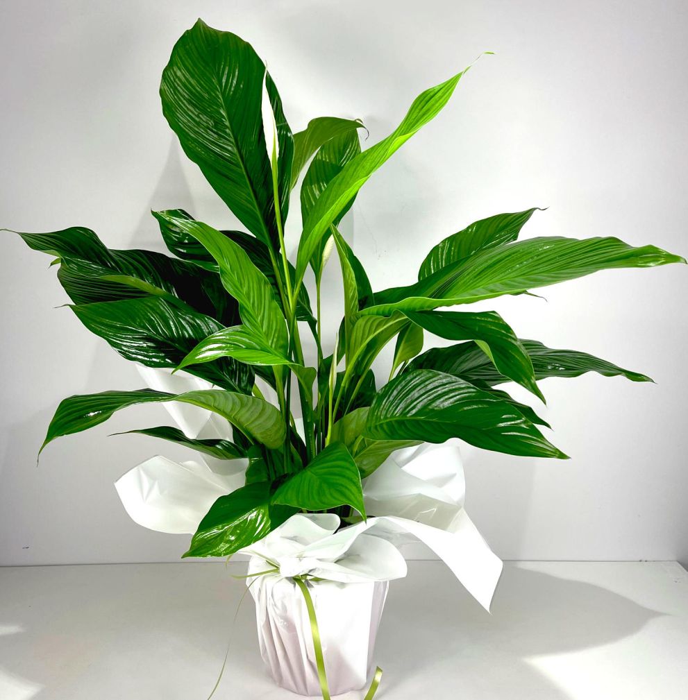 Spathiphyllum grande