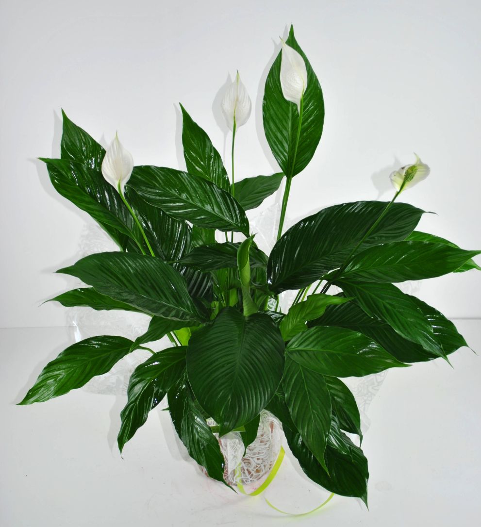 Spathiphyllum grande