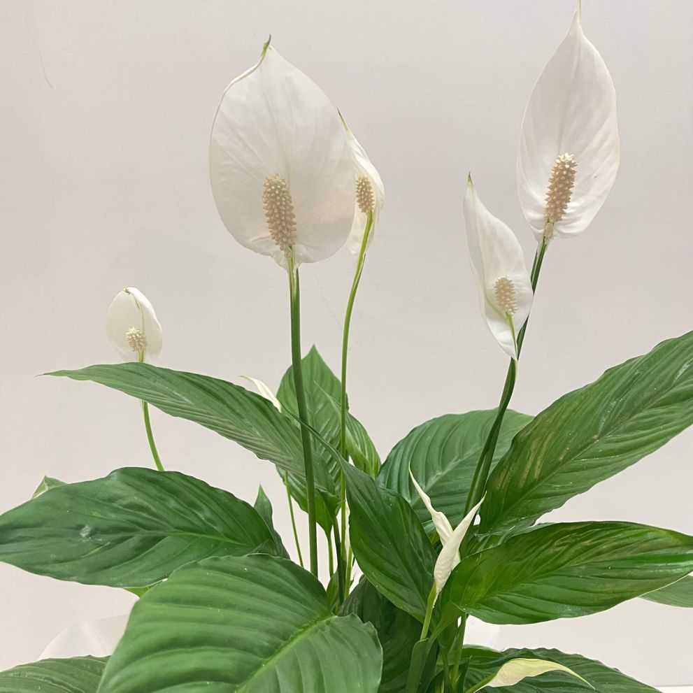 Spathiphyllum grande