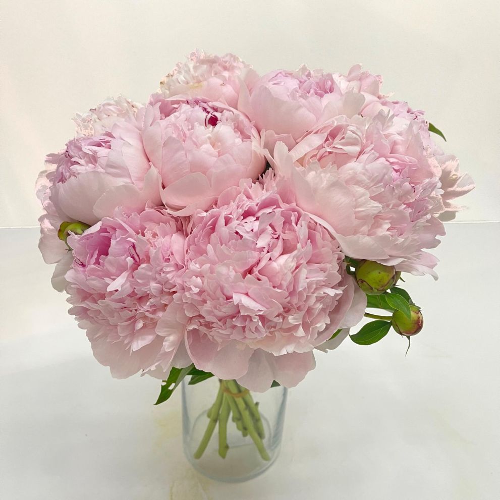 Peonie rosa a numero