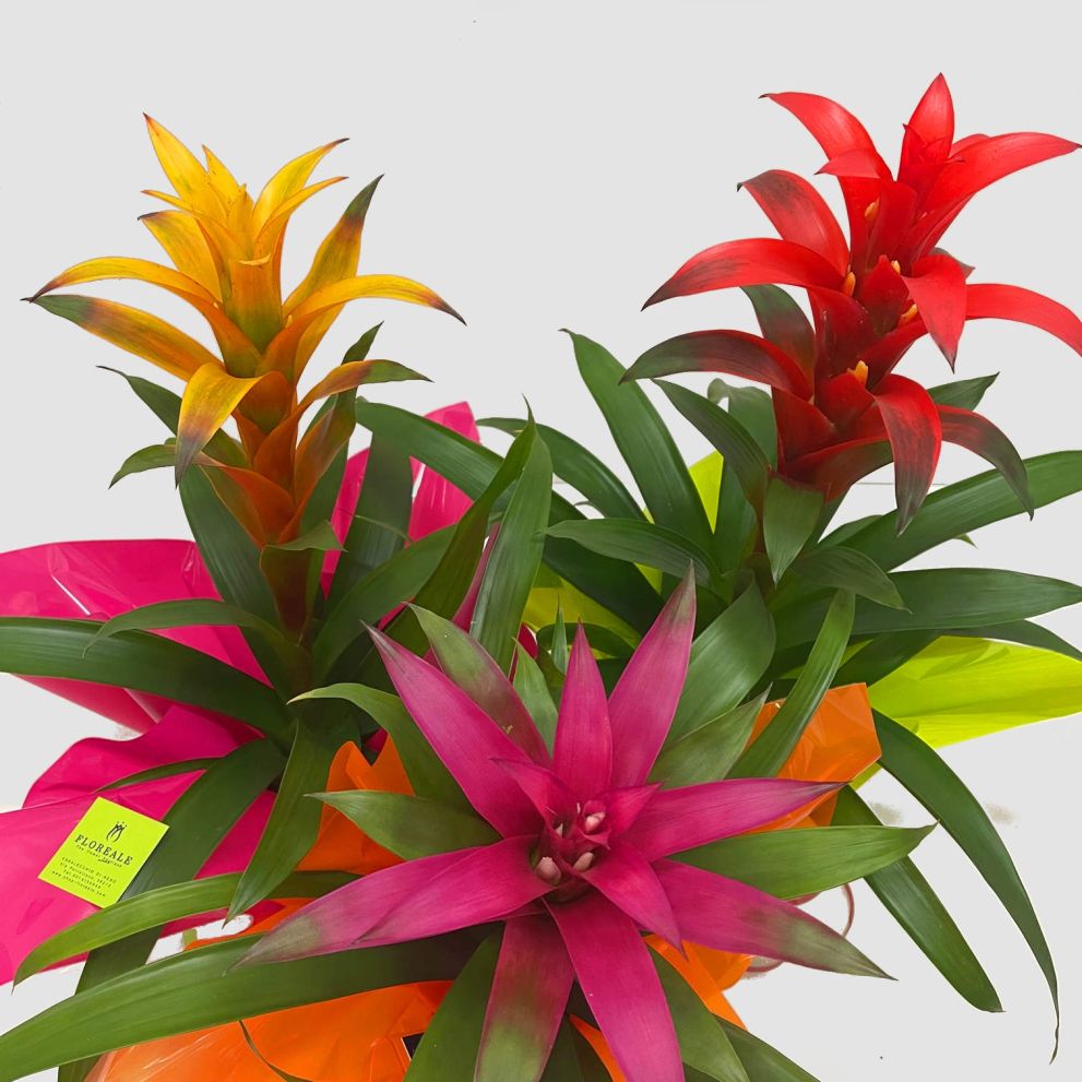 Guzmania