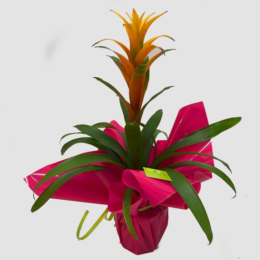 Guzmania