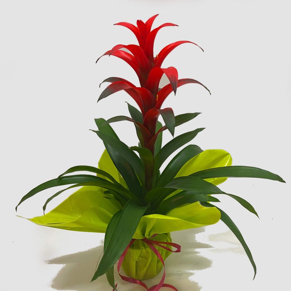 Guzmania