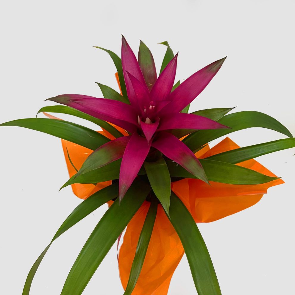 Guzmania