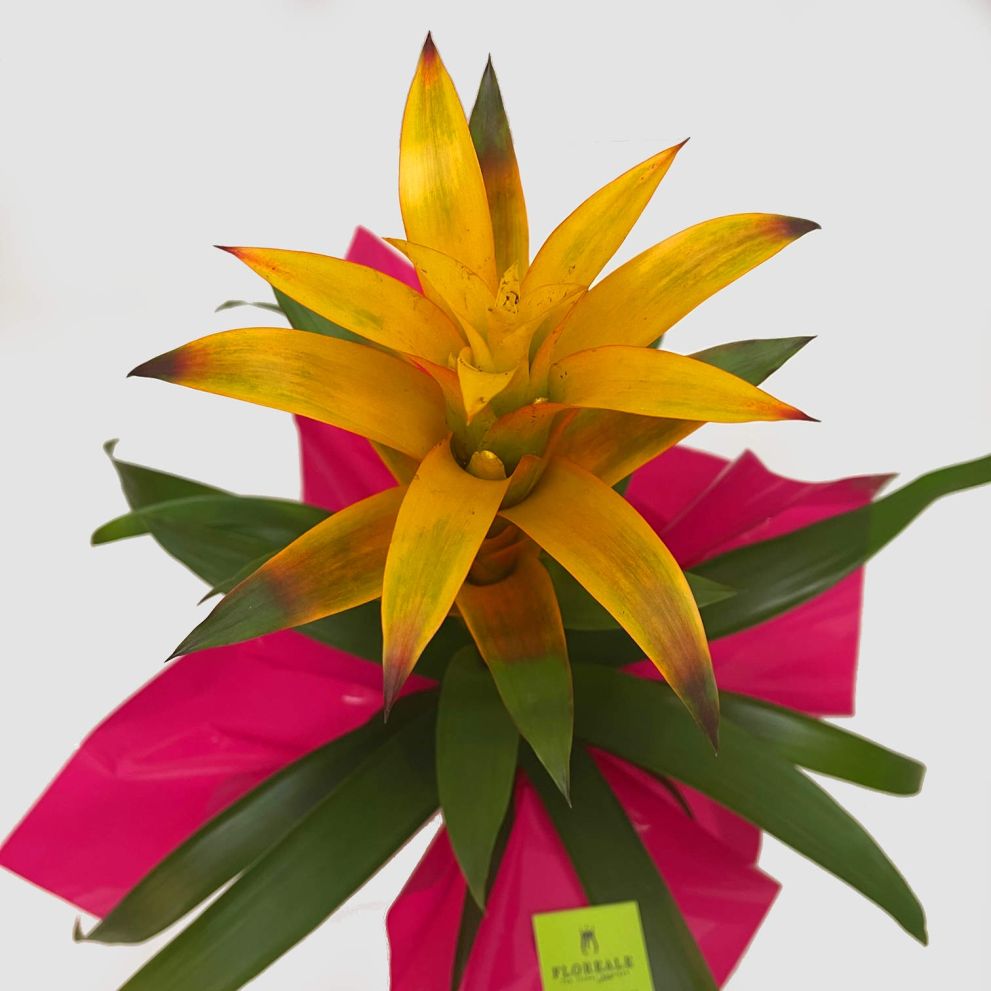 Guzmania