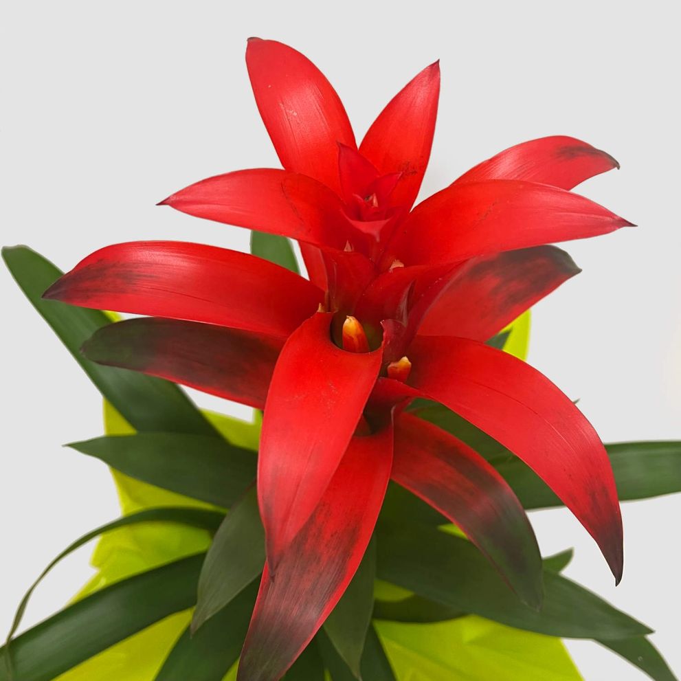 Guzmania