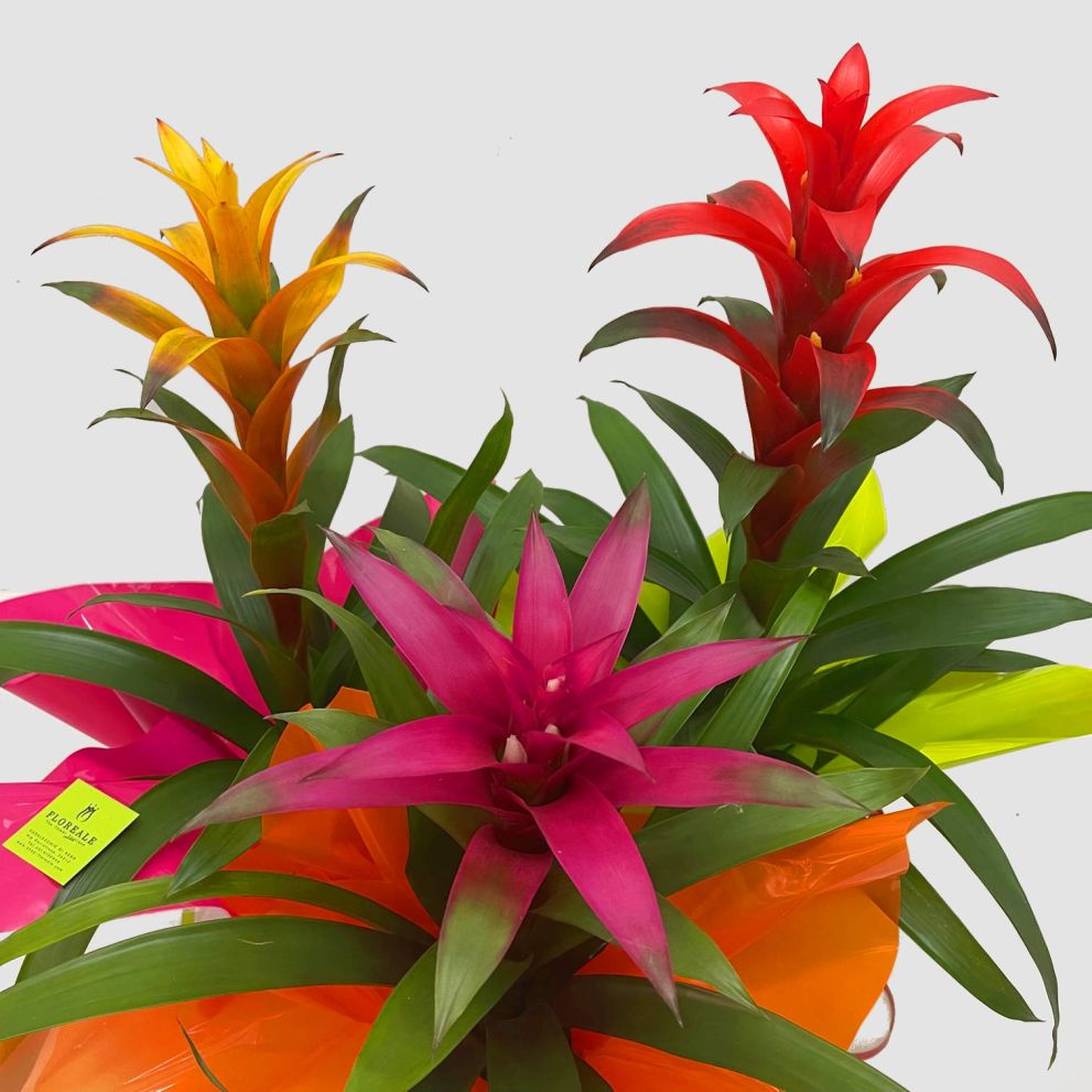 Guzmania