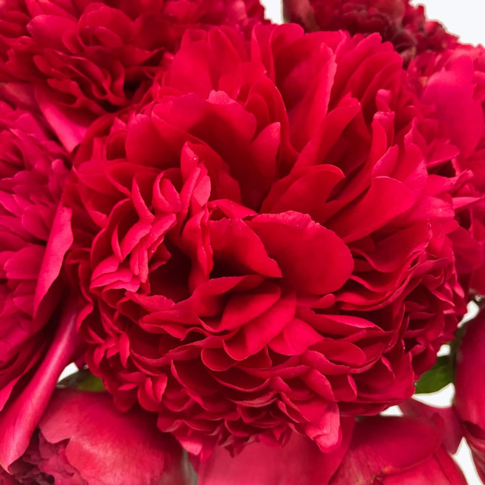 Peonie rosse a numero