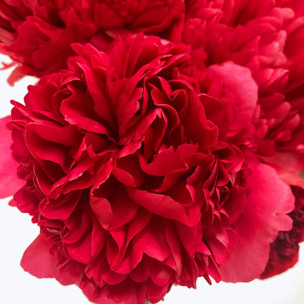 Peonie rosse a numero